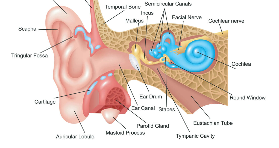 Human ear diagram