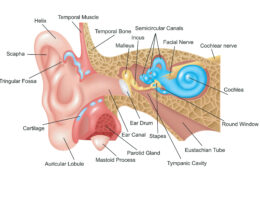 Human ear diagram