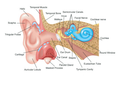 Human ear diagram