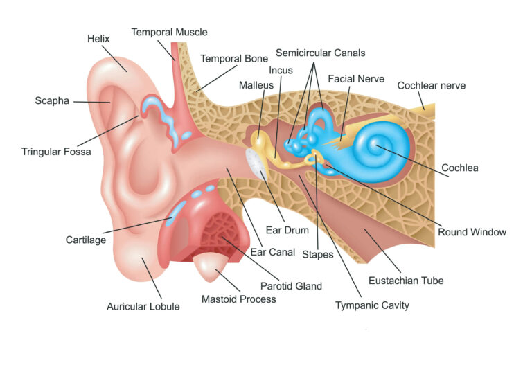 Human ear diagram