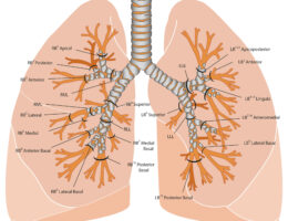 Lung Labeled Diagram