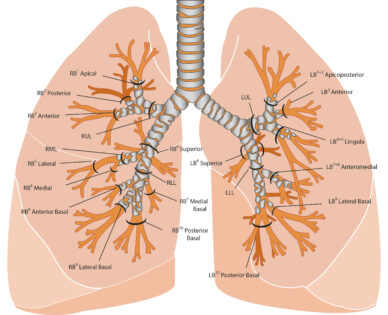 Lung Labeled Diagram