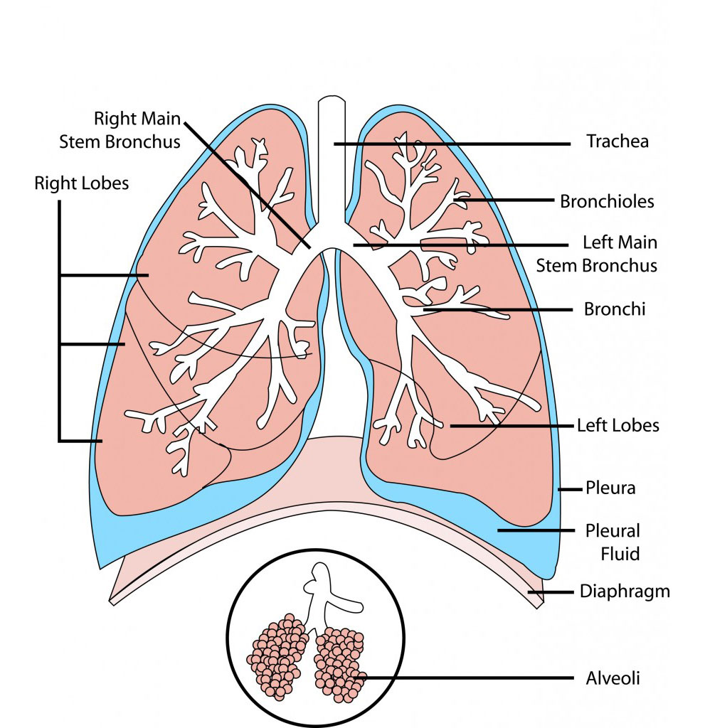 Легкие анатомия