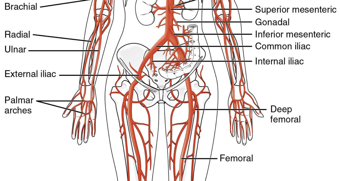 Main arteries of the body diagram