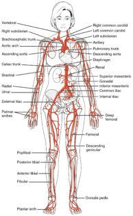 Main arteries of the body diagram