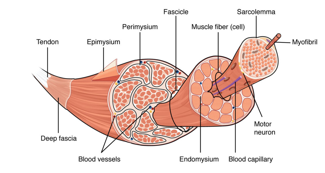 Skeletal Muscle diagram