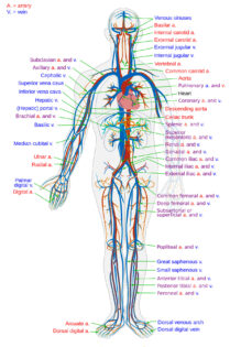 Arteries and veins diagram