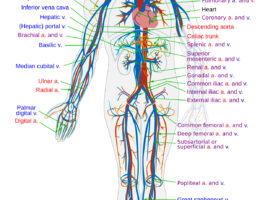 Arteries and veins diagram