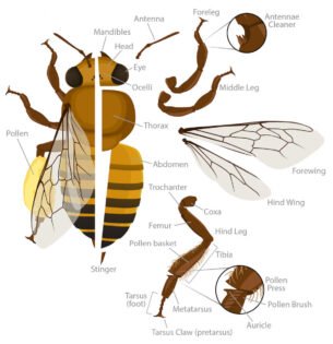 bee diagram