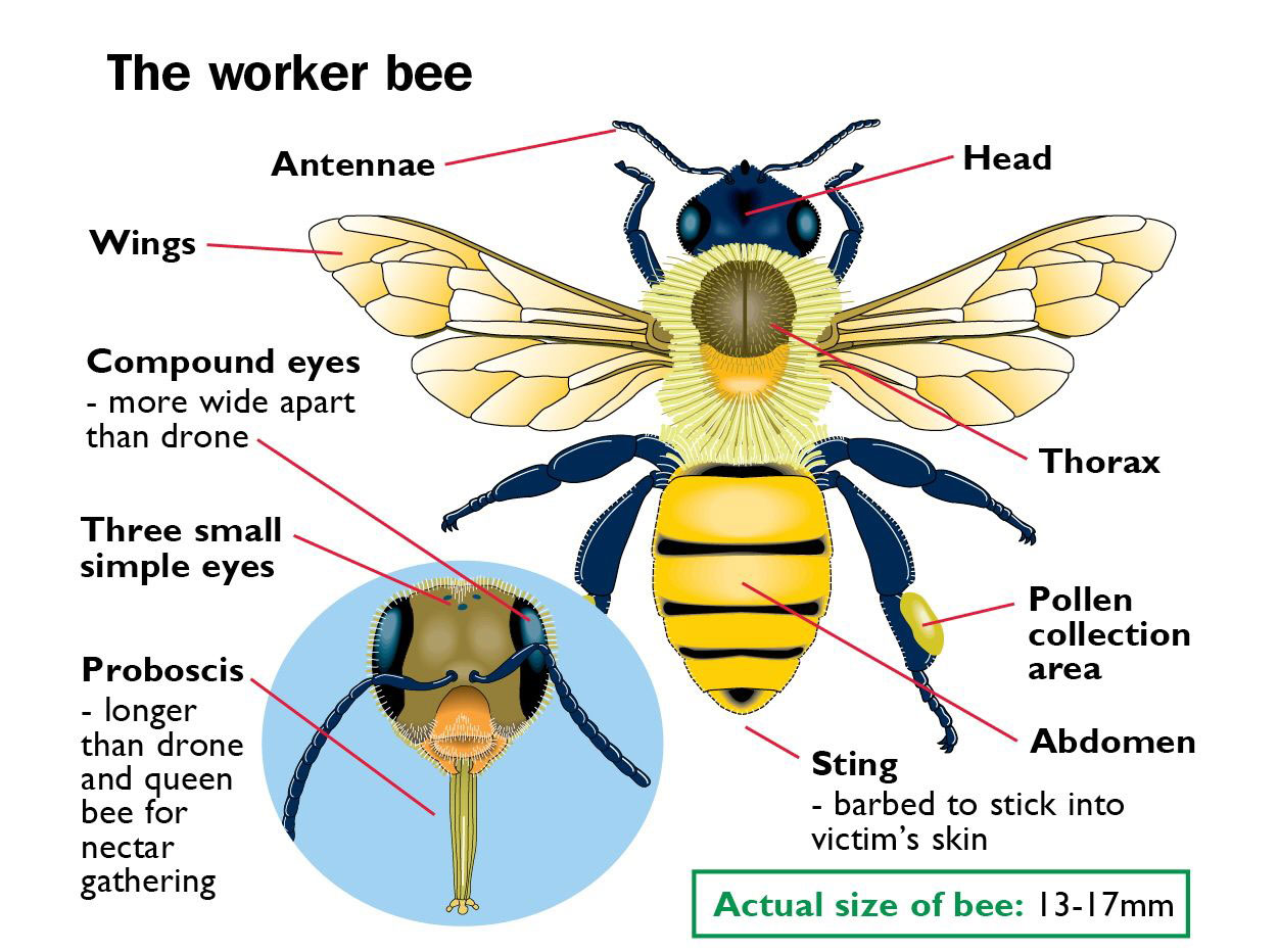 Пчела строение тела для детей