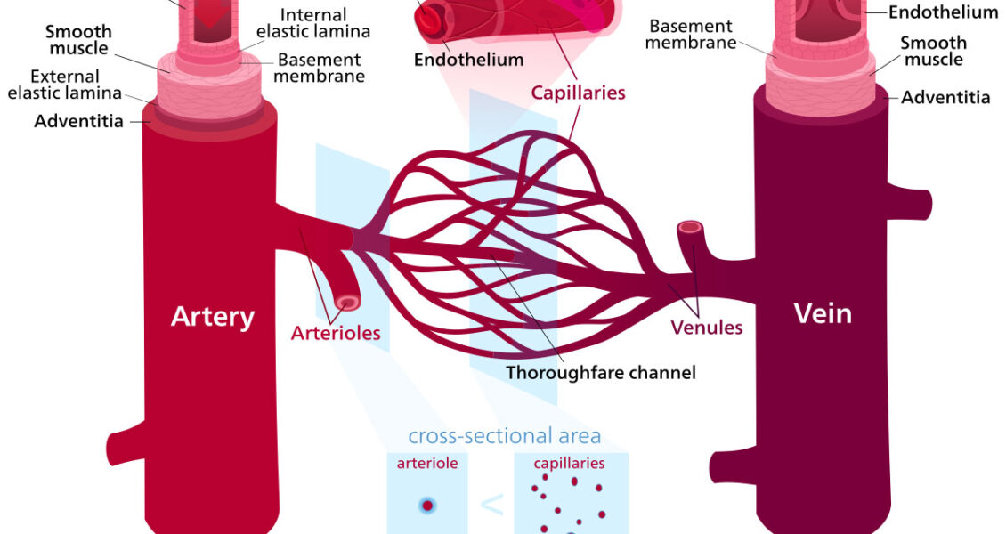 blood vessels diagram