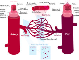 blood vessels diagram