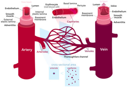 blood vessels diagram