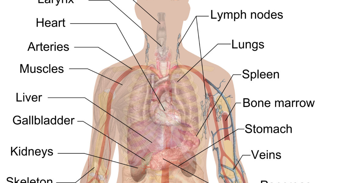 human internal organs diagram