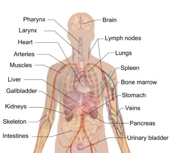 human internal organs diagram