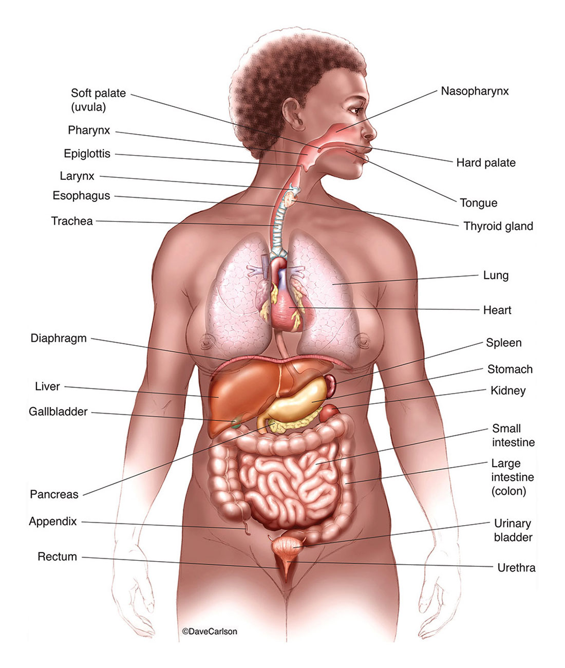 Labeled Human Body Diagram  Human body diagram, Body diagram, Human body  organs