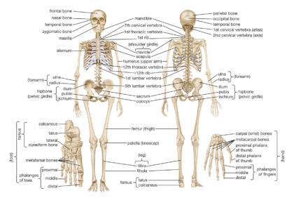 Human skeleton diagram