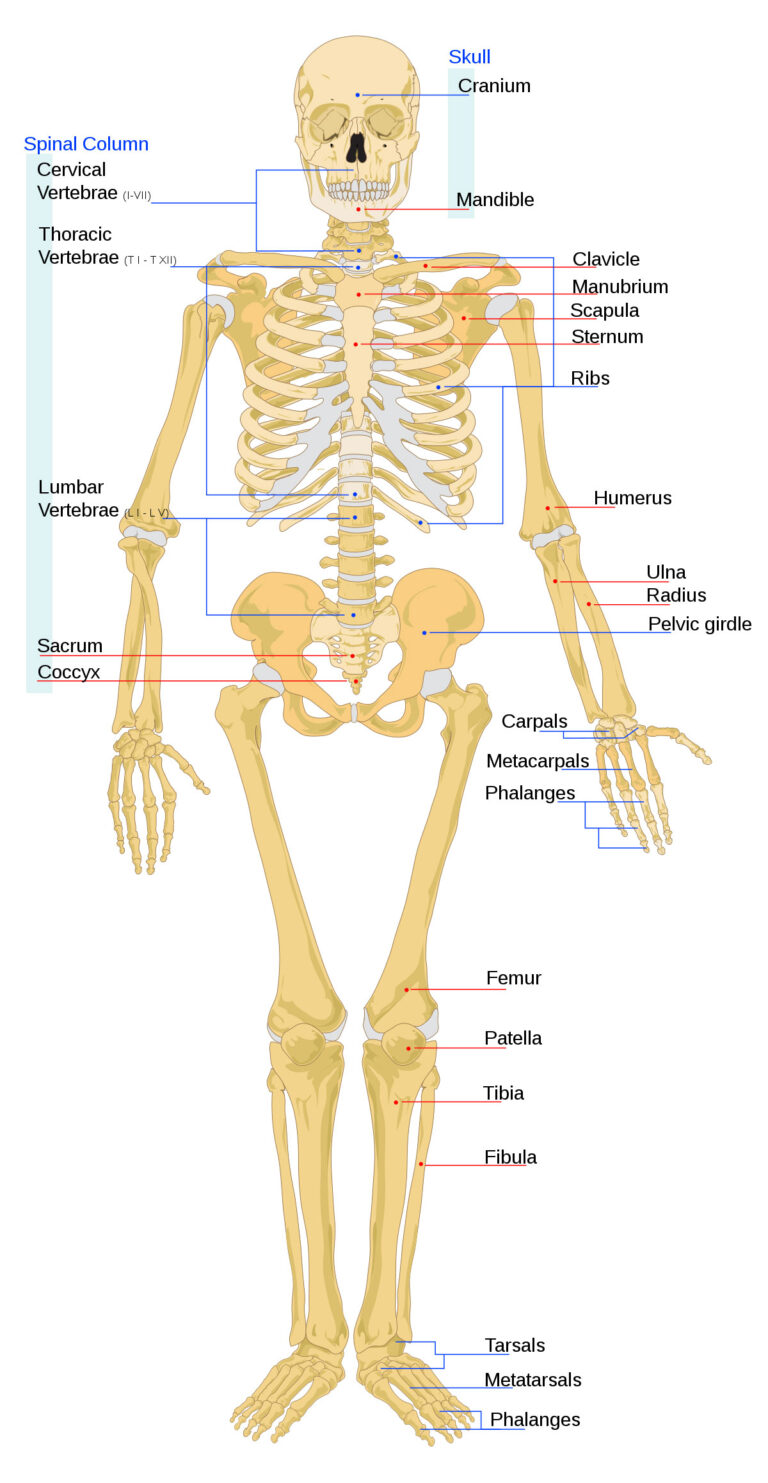 human-skeleton-labeled-diagram-anatomy-and-structure