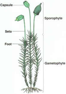 moss diagram