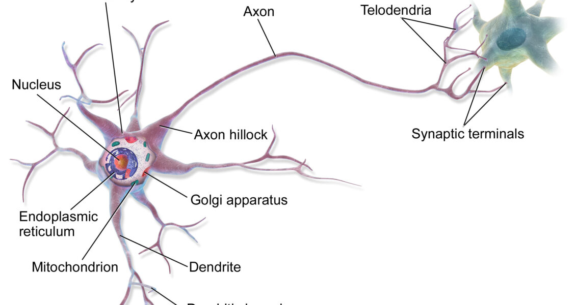 neuron diagram labeled