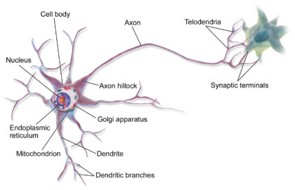 neuron diagram labeled