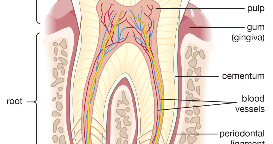 tooth diagram labeled