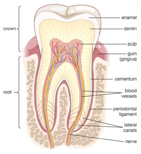 tooth diagram labeled