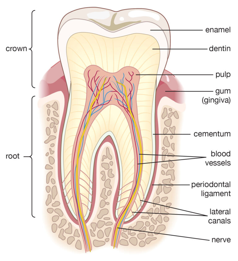 tooth diagram labeled