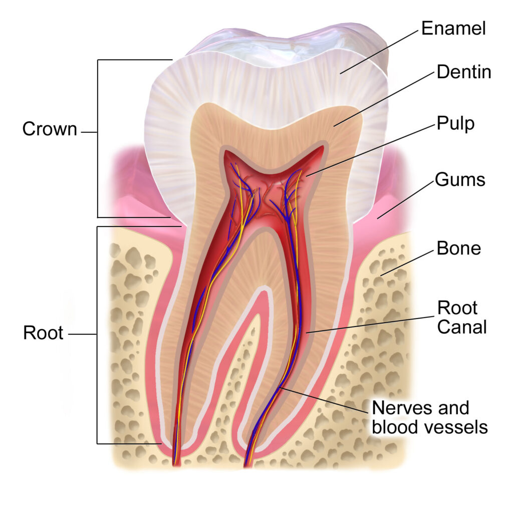 tooth-labeled-diagram-anatomy-and-structure