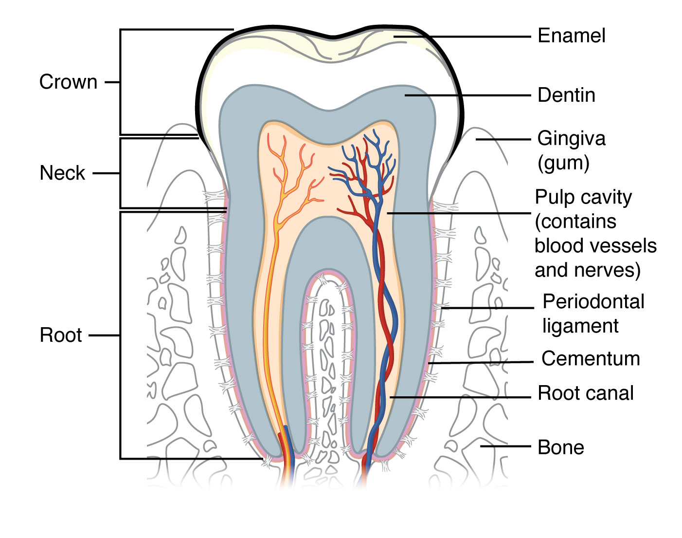 Структура зуба на английском