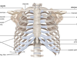 Human Thoracic Cage labeled diagram