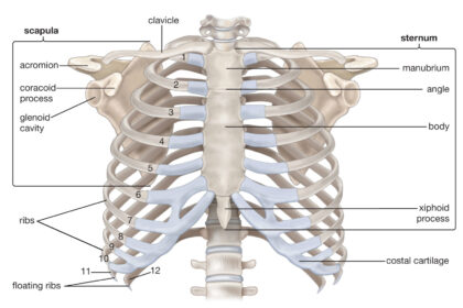 Human Thoracic Cage labeled diagram
