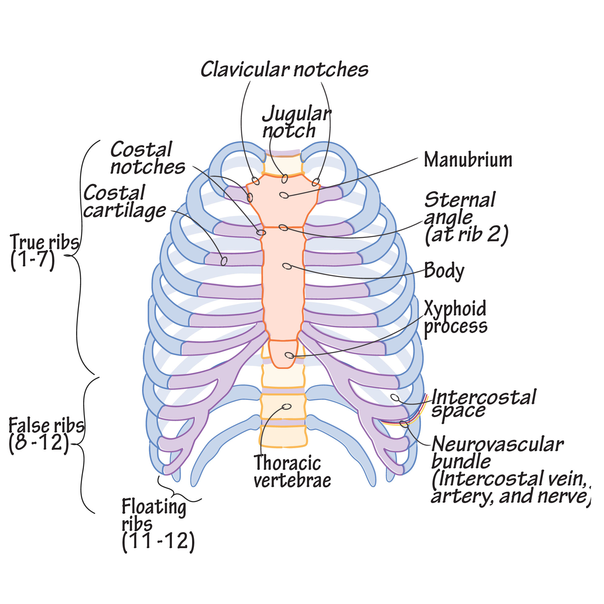 Write a short note on Rib cage with a neat labelled diagram.