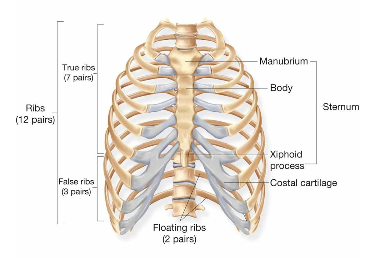 thoracic cage diagram labeled