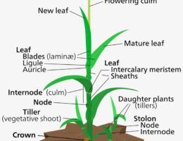 Lawn Grass Plant labeled diagram