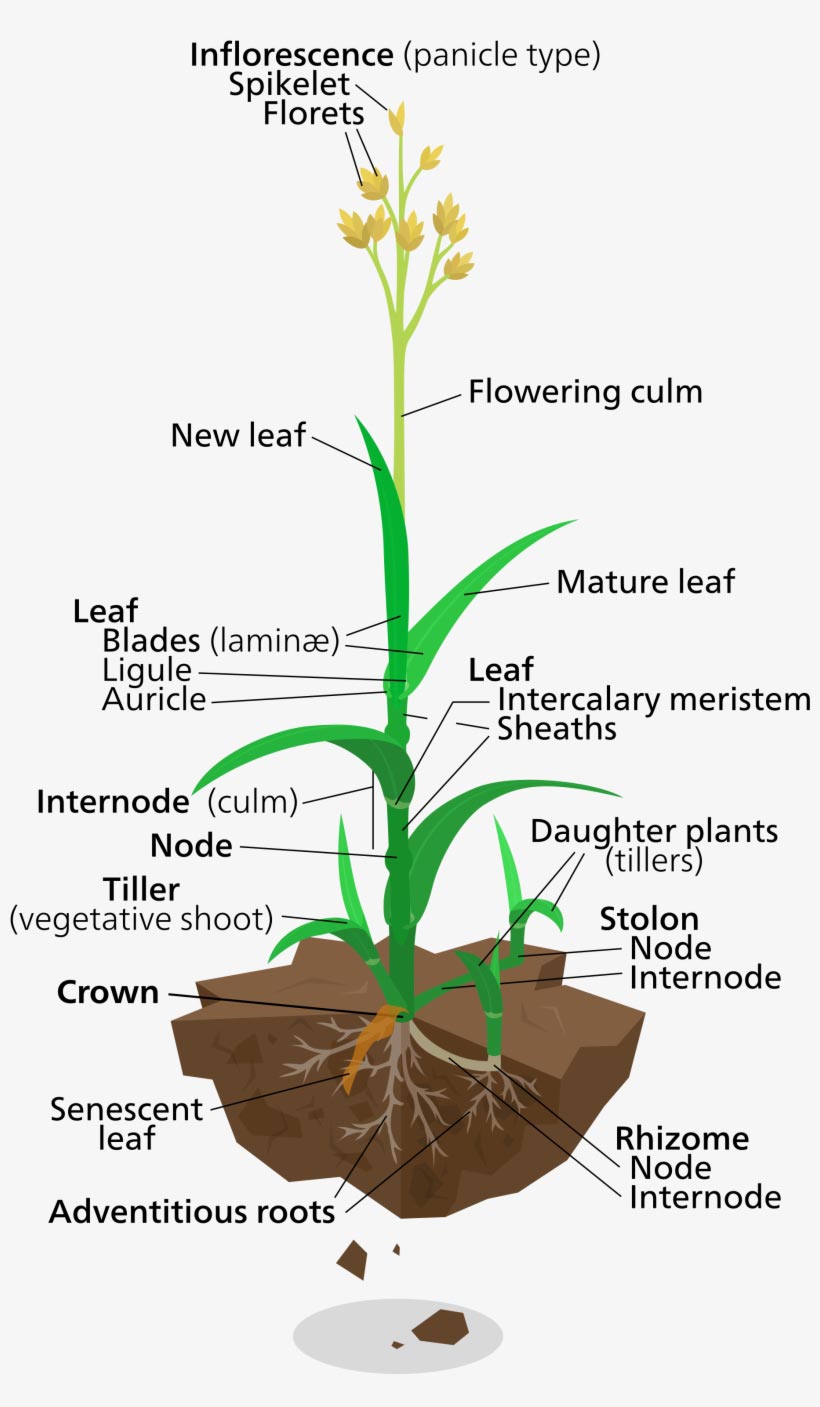 Lawn Grass Plant labeled diagram