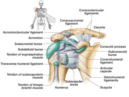Shoulder Muscle Diagram Labeled