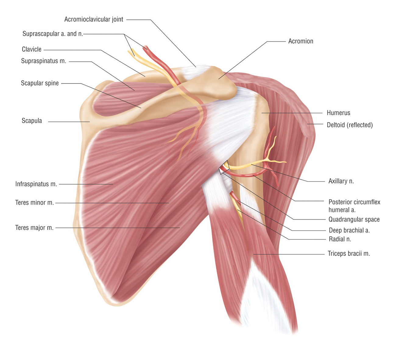 Внутренняя поверхность плеча. Мышцы плечевого сустава анатомия. Сухожилия плечевого сустава анатомия. Плечелопаточные связки плечевого сустава анатомия. Связочный аппарат плечевого сустава.