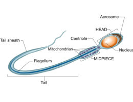 Sperm Cell labeled diagram
