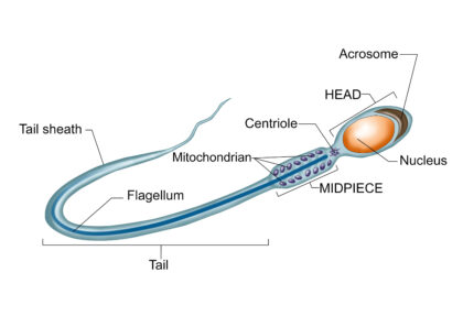 Sperm Cell labeled diagram