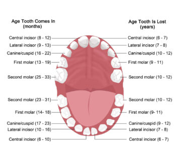 Baby teeth diagram