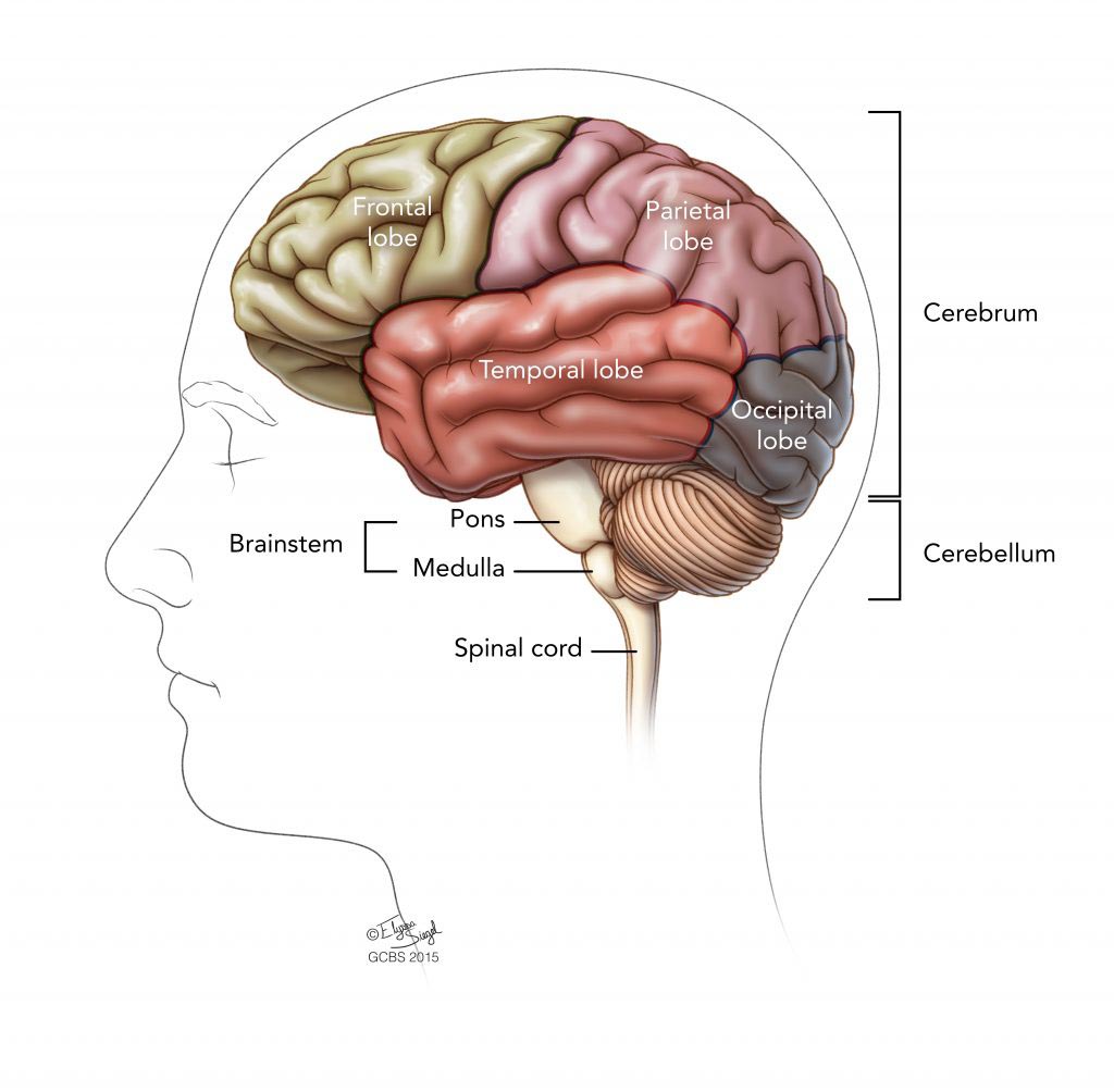 Brain Labeled Diagram Anatomy and Structure.