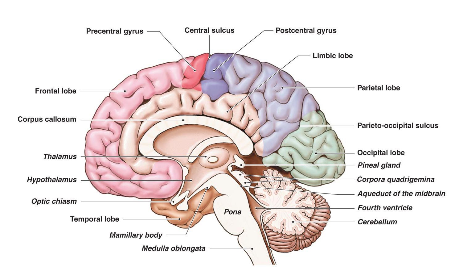 Human structure. Cingulate sulcus. Головной мозг. Структуры головного мозга. Анатомия головного мозга человека.