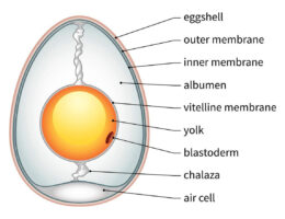 Chicken Egg labeled diagram