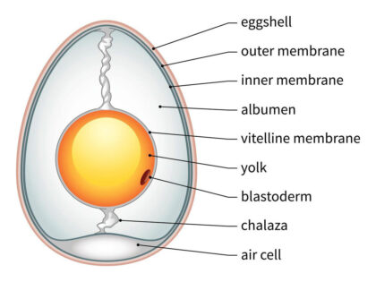 Chicken Egg labeled diagram