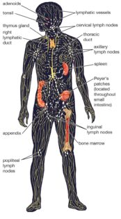 Human Lymphatic System labeled diagram