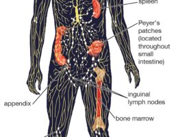 Human Lymphatic System labeled diagram