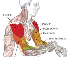 Arm Muscles labeled diagram