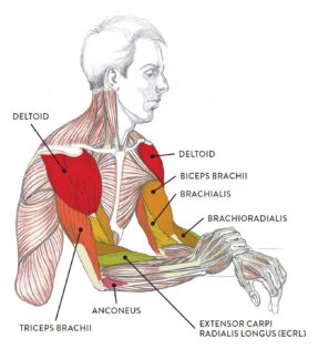 Arm Muscles labeled diagram