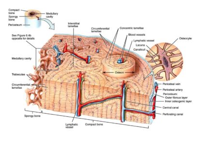 Osteon labeled diagram